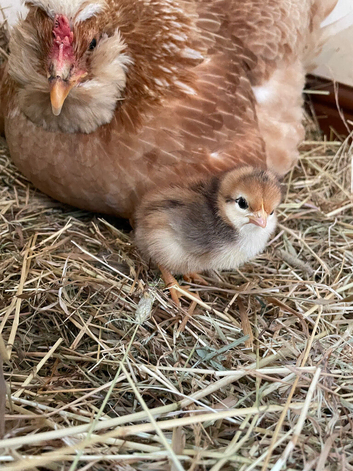 Chickens, laying hens, broody, chicks