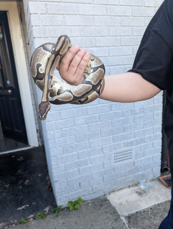 rescused snakes needing a new home