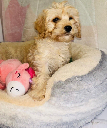 Last Cavapoo Girl