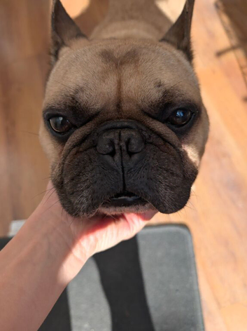 French Bulldog for adoption