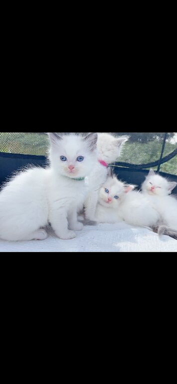 Beautiful pure ragdoll kittens