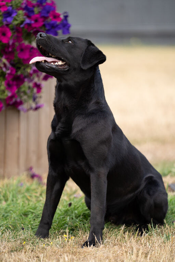KC Reg Black Labrador fully health tested