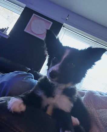 2 Border collies needing a new home