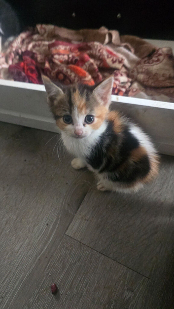 Kitten