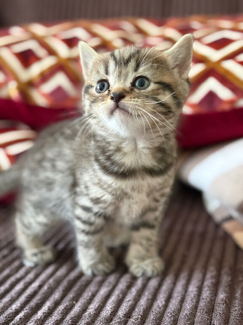 British shorthair girls blue and chocolate