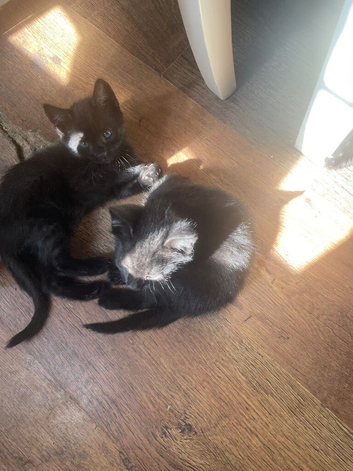 5 kittens mixed litter ready now reduced in price