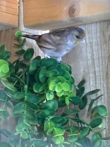 Goldfinch mule