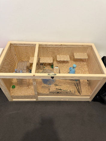 Syrian hamster and cage