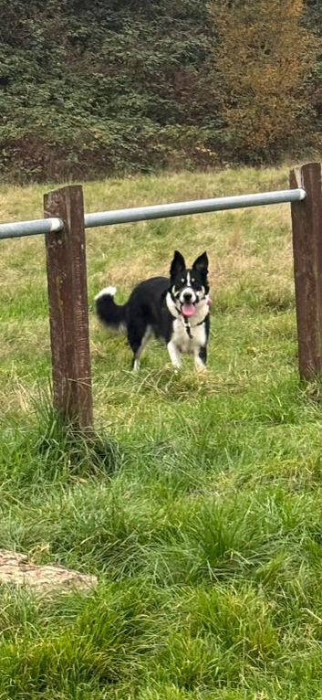Border collie female 4 years old READ