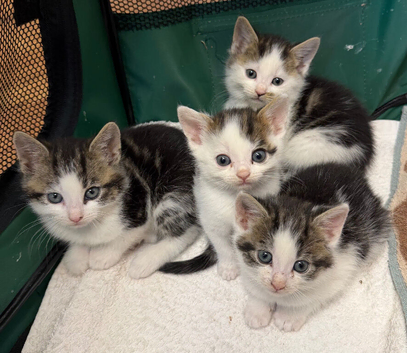 Kittens available ready to go now