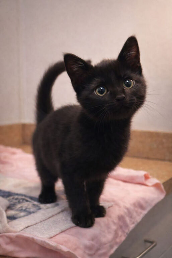 Lovely chocolate brown British shorthair kittens