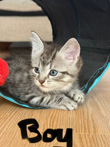 7week old babies looking for their new homes