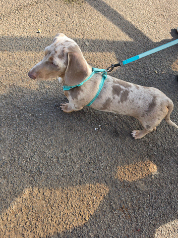 A miniature dachshund, five months old.