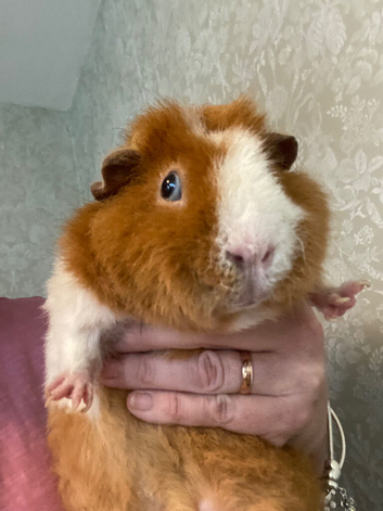 Lovely teddy Guinea pig 8 months old