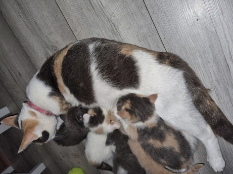 5 little stunning kittens