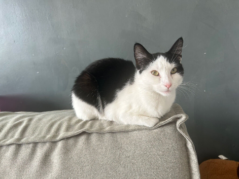 7 month old female kitten