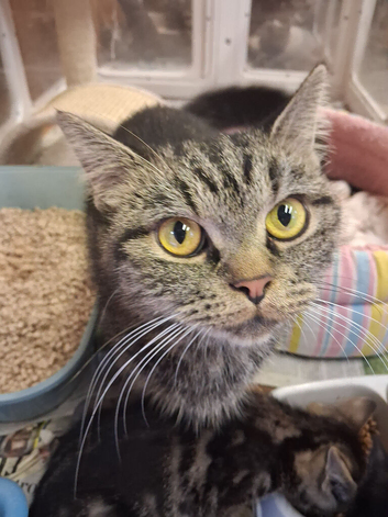 Loveable kittens for sale