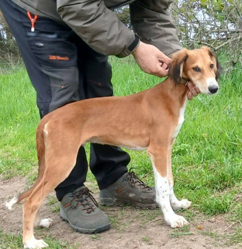 Lovley saluki x dog pup