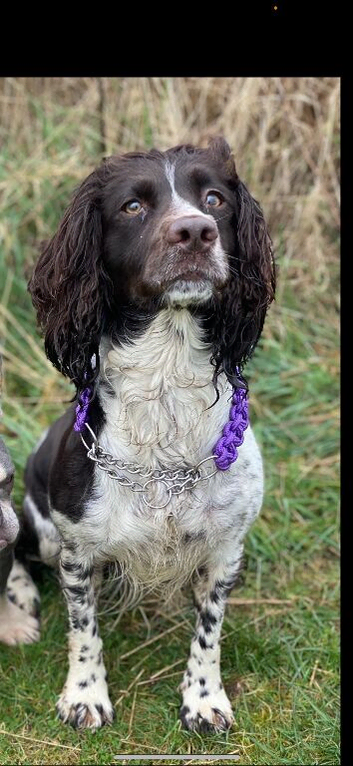 Male springer spaniel puppy for sale
