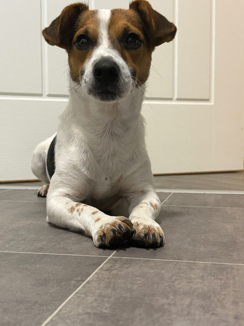 1 year old jack russel