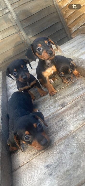 Jack Russell x dachshund