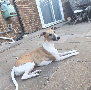 9 month brindle and white female whippet