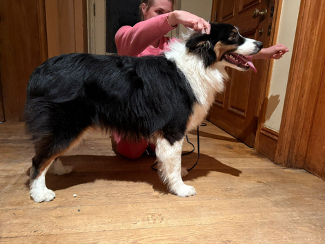 1 year old KC registered showline Australian shepherd
