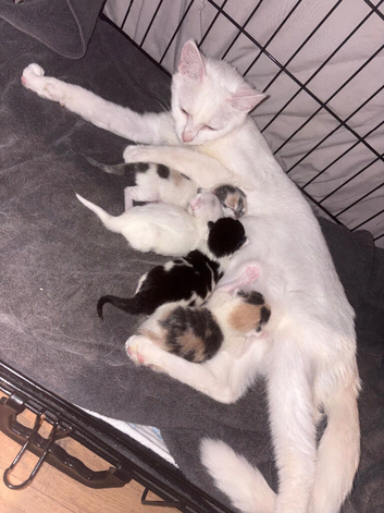3 beautiful kittens