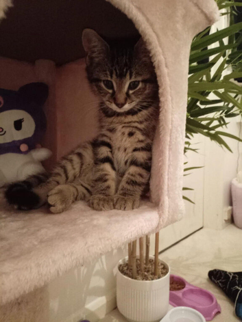 Male Kitten for sale