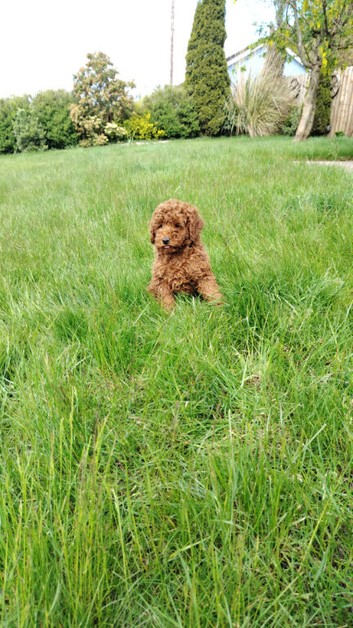Miniature Poodles ready to go
