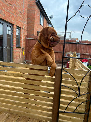 KC registered Male dogue de Bordeaux