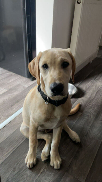 7 month old labrador