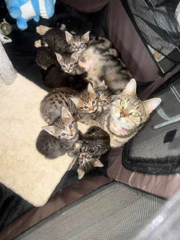 2 beautiful tabby boys left