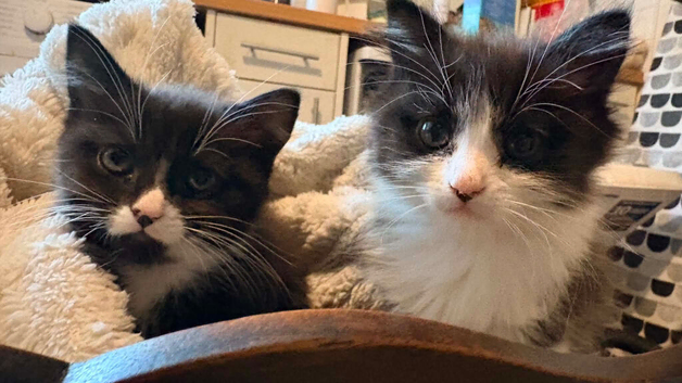 2 x gorgeous kittens