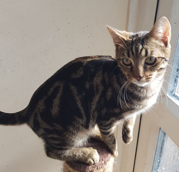 Bengal male kitten