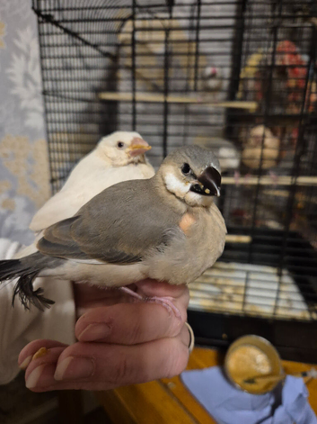 Java finches 2026