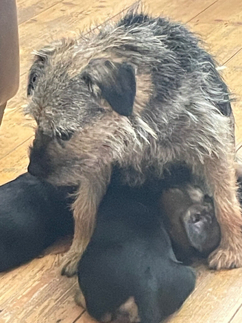 Border Terrier