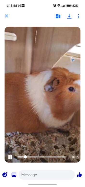 Guinea pig youngsters