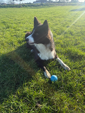Border collie