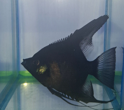 Black Angel Fish