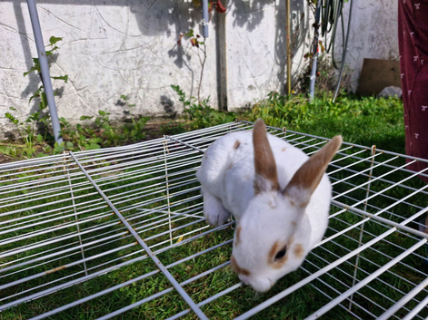 rabbits