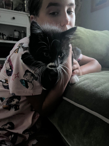Little girl kitten - last one looking for her home