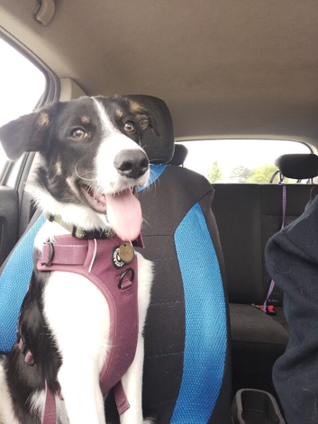 Pup to be rehomed