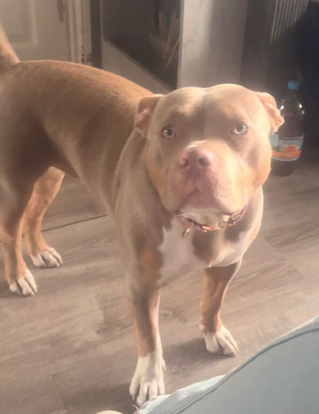 Female dog