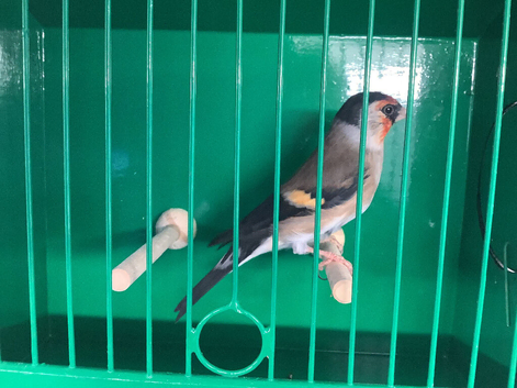 Goldfinch x Bullfinch for sale