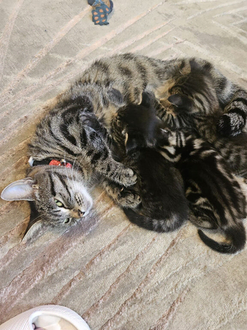 3 beautiful kittens