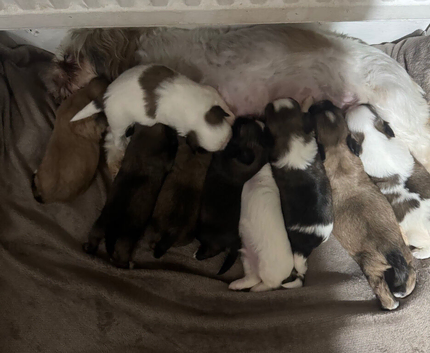 9 purebred Shih Tzu puppies are looking for new, loving homes.