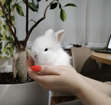Pure Breed Fluffy Double Mained LionHead Kits
