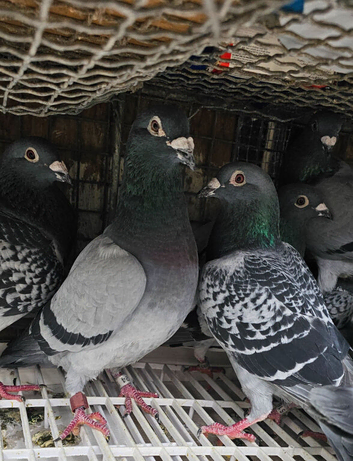 Racing pigeons for sale