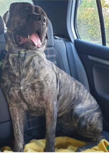 Presa Canario